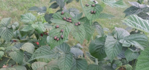 Raspberry Bush Covered In Japanese Beetles