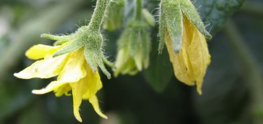Tomato Flowers for Pollination