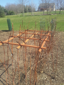 Trellis attached horizontally across the tops of the raspberries. You can also do this after the raspberries are grown.